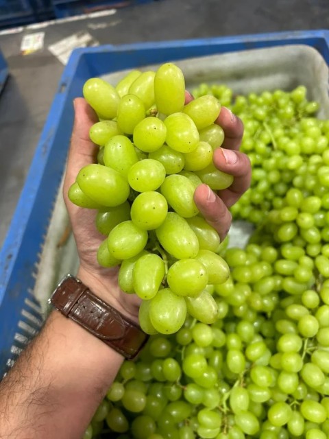 Fresh Green Grapes - Export-Grade Quality