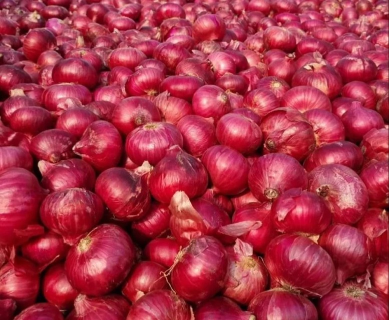 Red Onions from India - Wholesale Supplier A Grade Fresh Red Onions for Sale