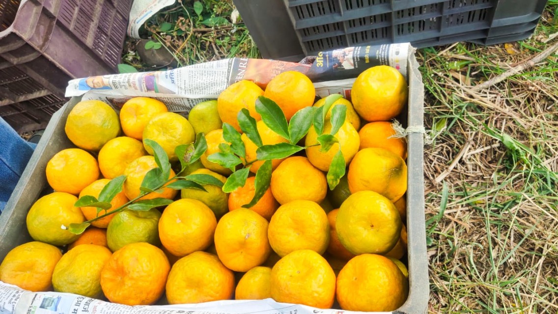 Nagpur Oranges Wholesale - Fresh & Juicy Nagpur Mandarins