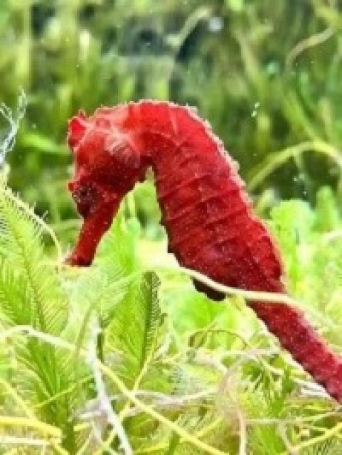 Seahorse - Hippocampus barbouri