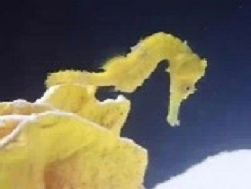 Seahorse - Hippocampus Reidi for Sale, Marine Life from Taiwan Supplier