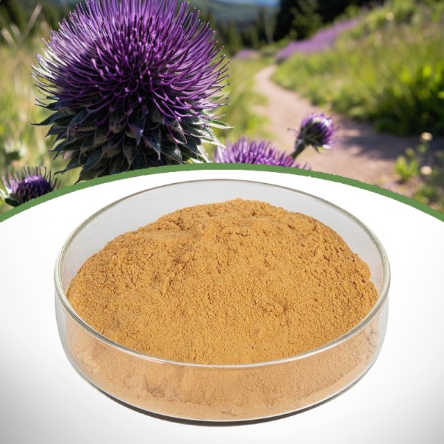 Silybum Marianum Extract – Milk Thistle Herbal Extract for Liver Health