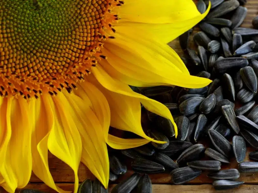 Sunflower Seeds (Grade A+) for Sale - Wholesale Supplier from Iran, FBO Standard