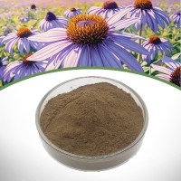 Echinacea Purpurea Extract – Immune Boosting Herbal Extract for Pharmaceutical & Cosmetic Use