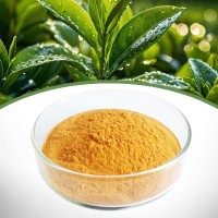 Green Tea Extract EGCG for Antioxidant, Anti-Aging & Skin Care