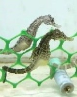 Seahorse - Hippocampus Abdominalis, Wholesale Supplier from Taiwan