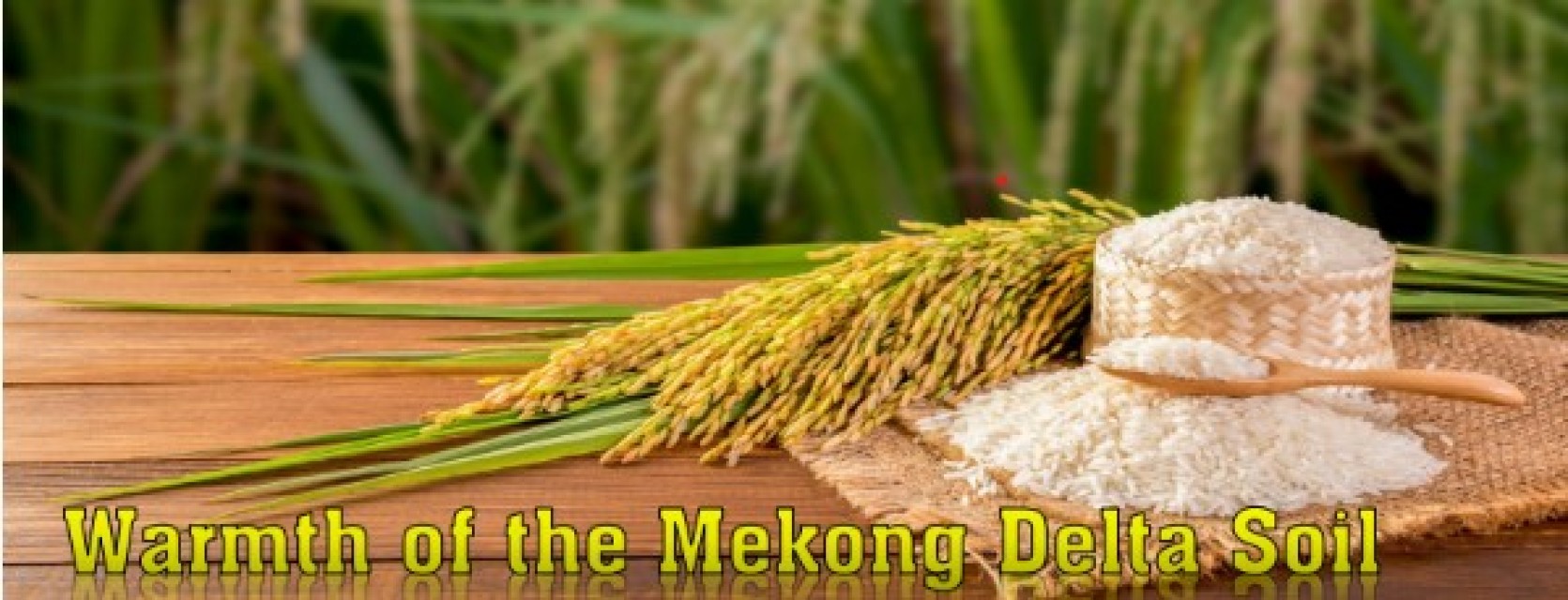 Vietnamese Mekong Delta Rice – ST25, Jasmine, Japonica & Broken Rice Supplier