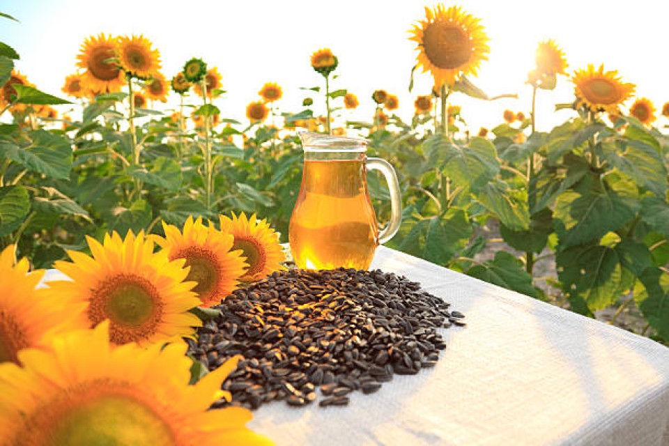 100% Pure Refined Sunflower Oil – Cooking Oil, Bulk Supply