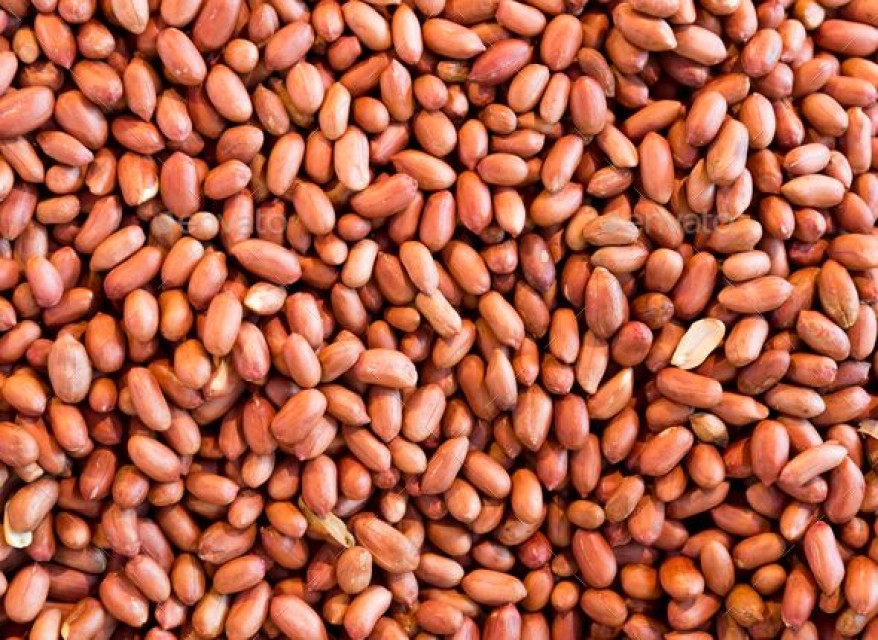 Bold Peanuts for Wholesale Export from India - Roasting Peanuts