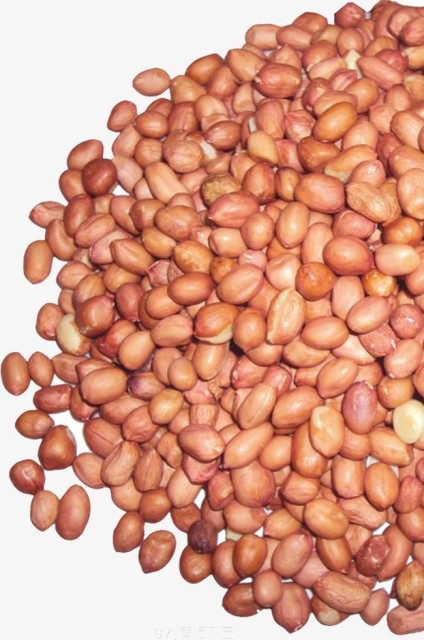 Bold Peanuts for Wholesale Export from India - Roasting Peanuts