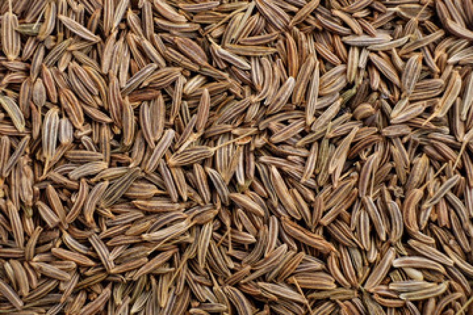 Indian Cumin Seeds Supplier for Culinary Use - Best Price on Bulk Orders