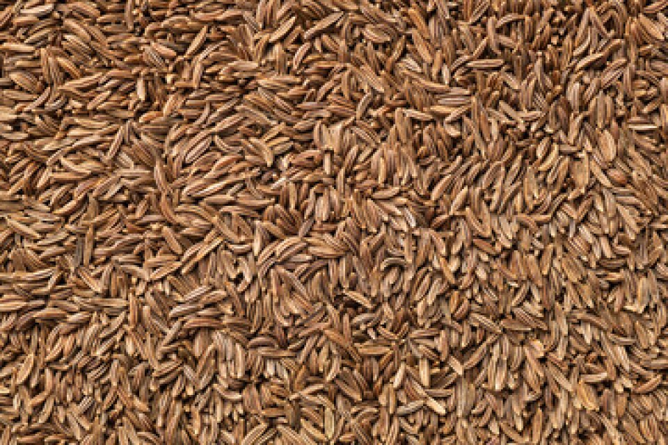 Indian Cumin Seeds Supplier for Culinary Use - Best Price on Bulk Orders