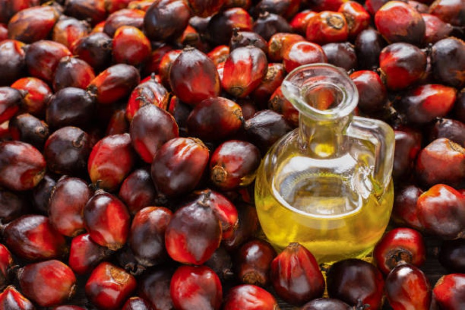 RBD Palm Oil Pure Vegetable Refine Supplier – Wholesale Palm Olein Oil for Sale