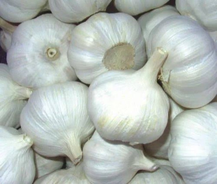 Fresh Garlic Wholesale Supplier India - Organic, Farm Fresh