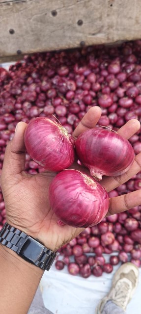 Fresh Onions Supplier from India - Red, Pink, Yellow, White Onions