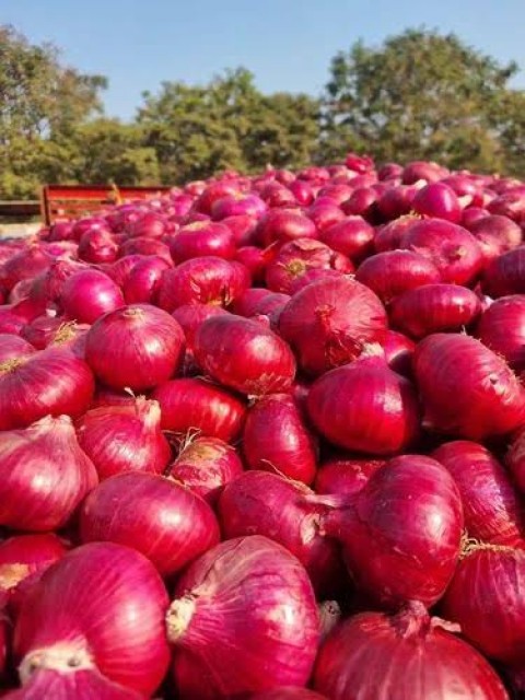 Fresh Onions Supplier from India - Red, Pink, Yellow, White Onions