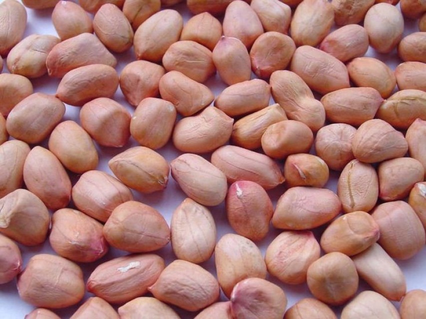 JAWA Peanuts for Export - High Oil Content Peanuts from India