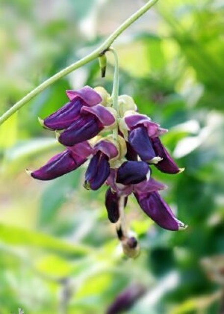 Mucuna Beans Extracts for Parkinson's, Mood, and Cognitive Benefits