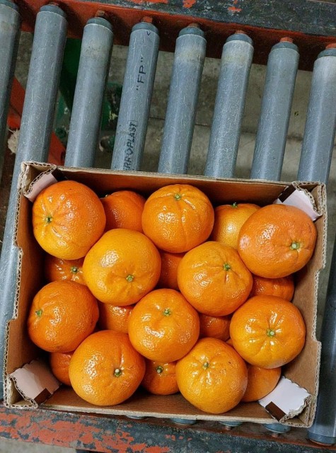 Nadorcott's Seedless Mandarin-oranges - Sweet, Juicy, Easy to Peel