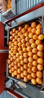 Nadorcott's Seedless Mandarin-oranges - Sweet, Juicy, Easy to Peel