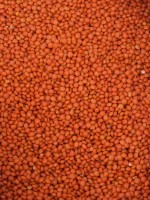 Red Lentils – Cleaned, Polished, and Rich in Protein, Export from India