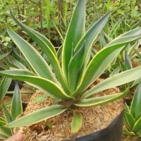 Agave Americana - Green Agave Wholesale, Drought-Tolerant Landscaping Plant