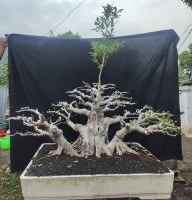 Ficus Bonsai - Bonsai Trees for Landscaping and Interior Decor