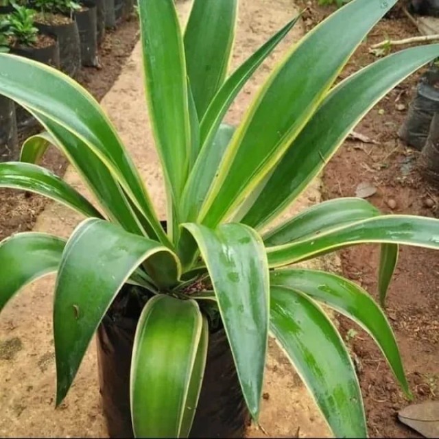 Agave Americana - Green Agave Wholesale, Drought-Tolerant Landscaping Plant