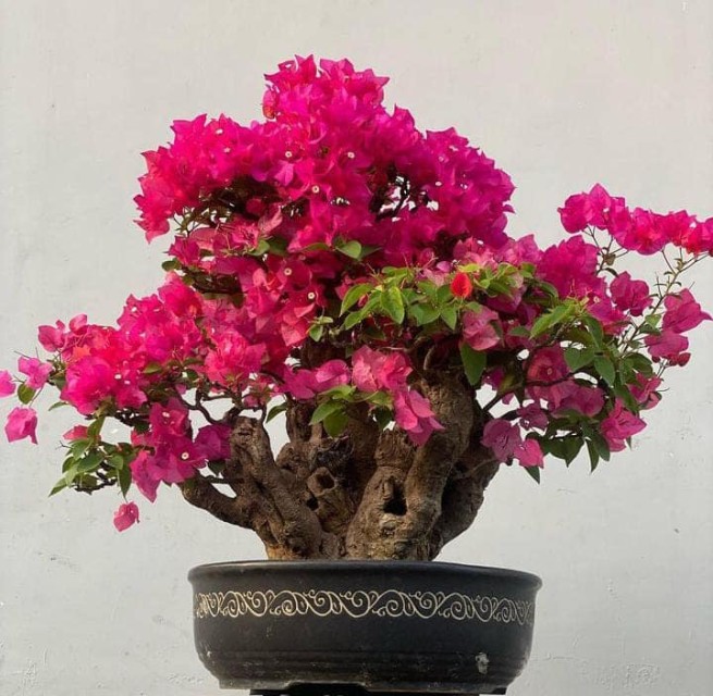 Bougainvillea Bonsai Supplier from Indonesia - Indoor & Outdoor Bonsai Plants