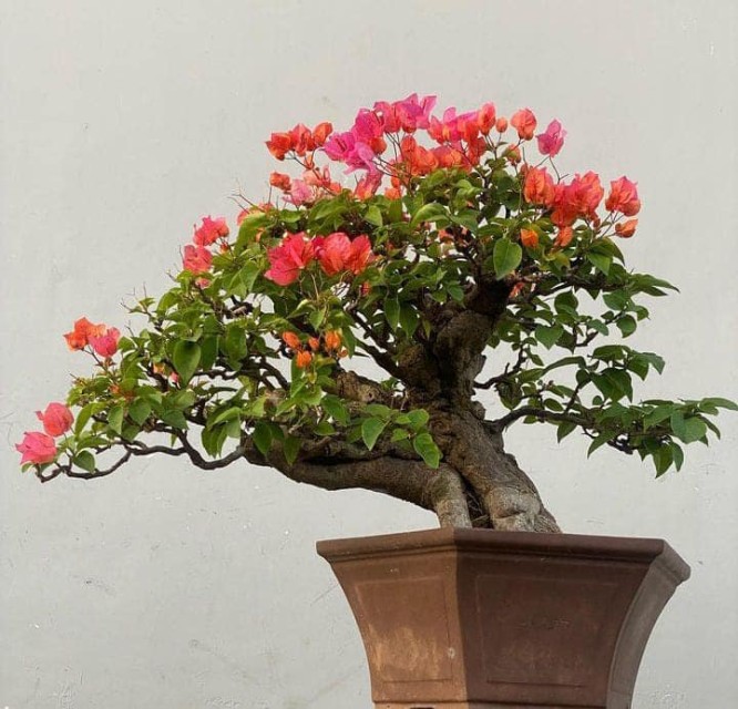 Bougainvillea Bonsai Supplier from Indonesia - Indoor & Outdoor Bonsai Plants