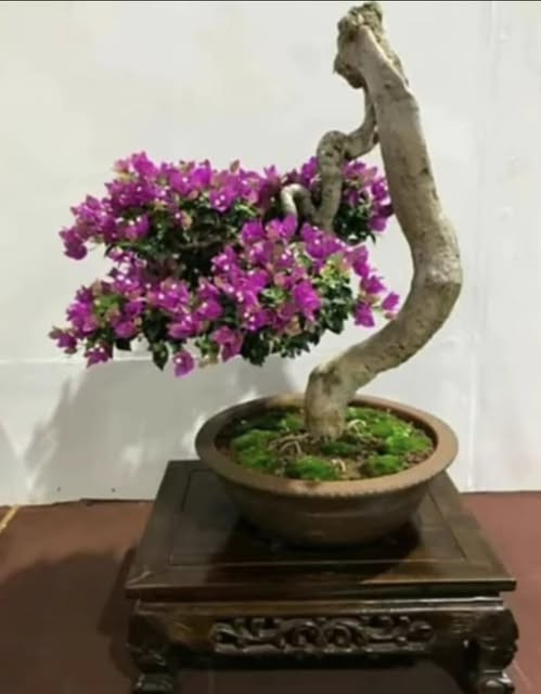 Bougainvillea Bonsai Supplier from Indonesia - Indoor & Outdoor Bonsai Plants