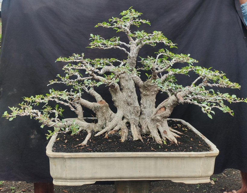 Ficus Bonsai - Bonsai Trees for Landscaping and Interior Decor