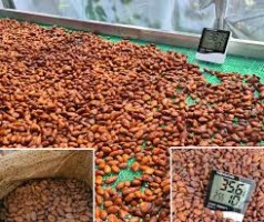 Cocoa Beans – Organic, Raw & Roasted, Wholesaler from France