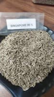 Cumin Singapore 99 Seeds – Quality Cumin Seeds for Wholesale Supply from India