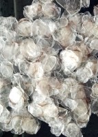 Demineralised Fish Scales (ossein) For Collagen Production - Wholesaler From India