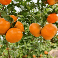 Fresh Murcott Mandarin Wholesaler from China – Buy Bulk Mandarins at Best Price