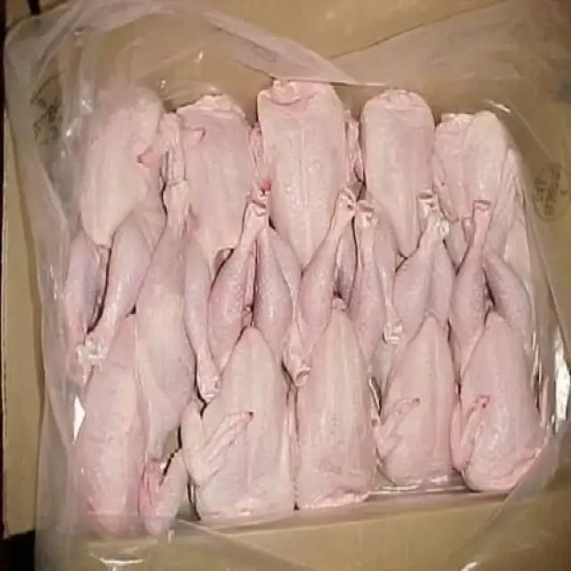 Wholesale Halal Frozen Whole Chicken – Trusted Quality from Denmark