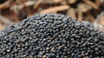 Ceylon Black Pepper – Grade 1 (550GL), Bulk Export from Sri Lanka