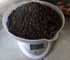 Blackpepper GL500-GL550 for Export - Premium Quality Black Pepper from Ghana, Wholesaler