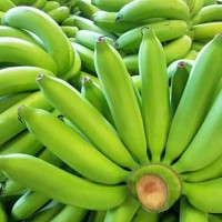 Cavendish Banana G9 – Premium Quality Green Bananas for Export