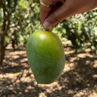 Kesar Mango – Fresh, Sweet, Fiberless Mango from Gujarat, India