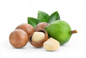 Vietnam Macadamia Nuts – MeKong Wholesale Supplier at Best Price