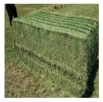 Alfalfa Hay for Animal Feed - High-Quality Nutrition for Livestock