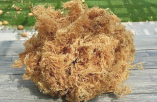 Bulk Raw Sea Moss - Premium Wholesale Supplier for Skincare, Smoothies, and Supplements