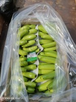 Cavendish Banana G9 – Fresh Green Export Grade