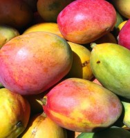 Fresh Mangoes – Alphonso, Banganapalli, Kesar, Badami, Totapuri Export Grade