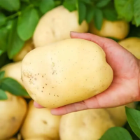 STET Potato Seeds for Farming – Wholesaler from Poland