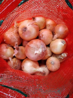 Premium Red Onions Supplier from India
