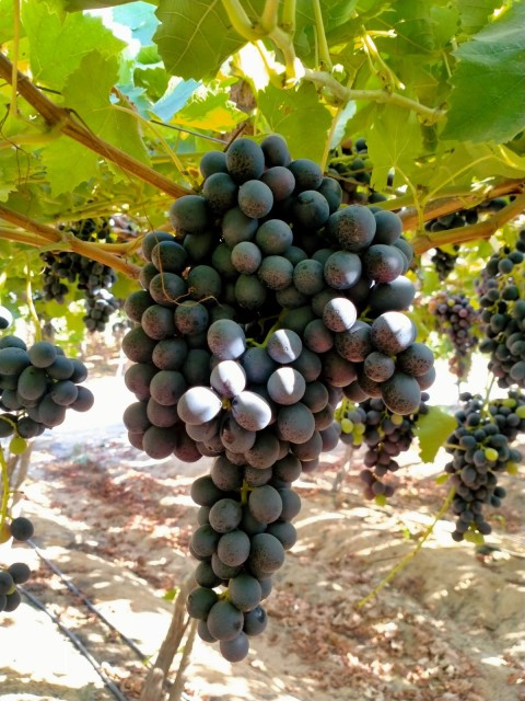 Autumn Royal Seedless Table Grapes for Export – Fresh Grapes from Egypt