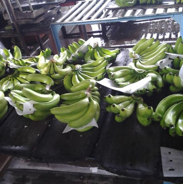 Fresh Green Cavendish Banana for Export